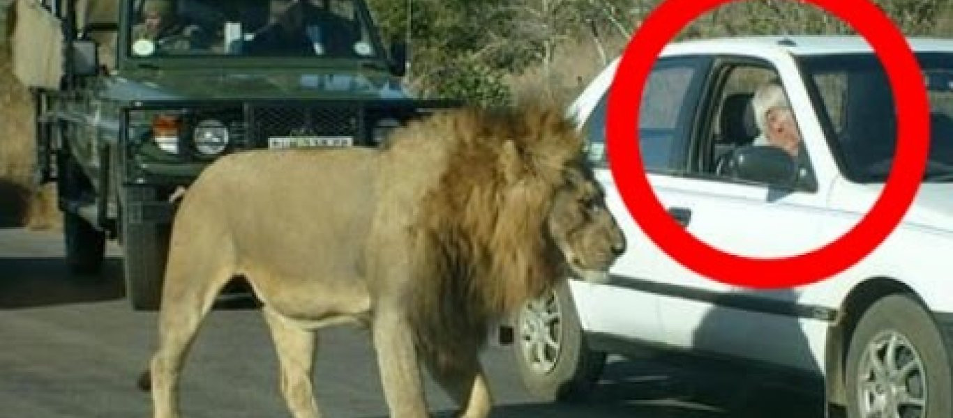 Αυτό το λιοντάρι δίνει ένα γερό μάθημα στους τουρίστες! (βίντεο)